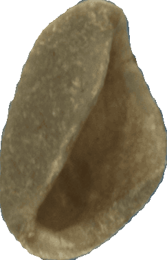 Bean 20260714_2022_i1o_2026-07-14_20-23-33-364___000064_b64_v1