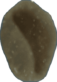 Bean 20260714_2022_i1o_2026-07-14_20-23-49-031___000307_b323_v2