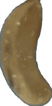 Pergamino bean, view 1 of 3