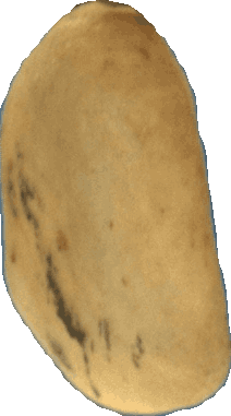 Pergamino bean, view 2 of 3