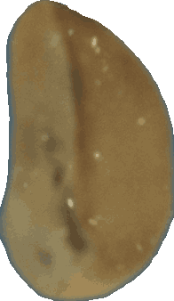 Bean 20260714_2022_i1o_2026-07-14_20-24-26-347___000870_b885_v2