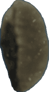 Bean 20260714_2022_i1o_2026-07-14_20-25-01-966___001411_b1453_v2