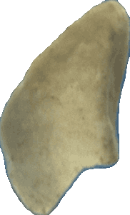Bean 20260714_2022_i1o_2026-07-14_20-25-17-356___001647_b1718_v1