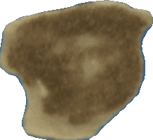 Bean 20260714_2022_i1o_2026-07-14_20-25-27-672___001815_b1891_v1