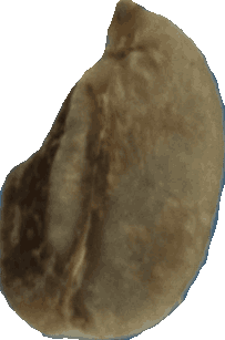 Bean 20260714_2022_i1o_2026-07-14_20-25-47-733___002118_b2231_v1