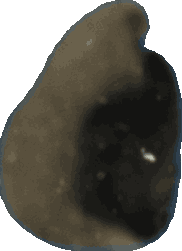 Bean 20260714_2022_i1o_2026-07-14_20-26-02-940___002350_b2488_v2