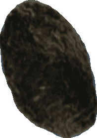 Bean 20260714_2022_i1o_2026-07-14_20-26-21-454___002640_b2807_v1