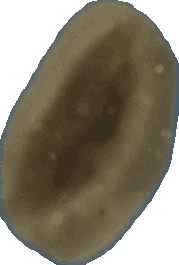 Bean 20260714_2022_i1o_2026-07-14_20-26-31-581___002795_b2969_v2