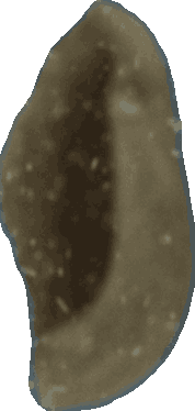 Bean 20260714_2022_i1o_2026-07-14_20-26-36-701___002873_b3038_v0