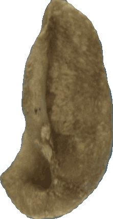 Concha / Oreja bean, view 2 of 3