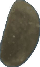 Bean 20260714_2022_i1o_2026-07-14_20-26-42-305___002956_b3109_v0