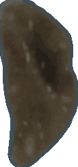 Agrio total bean, view 1 of 3