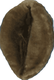 Bean 20260714_2022_i1o_2026-07-14_20-27-04-808___003295_b3441_v1