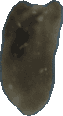 Bean 20260714_2022_i1o_2026-07-14_20-27-13-252___003422_b3561_v2
