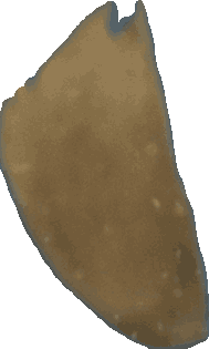 Bean 20260714_2022_i1o_2026-07-14_20-28-07-248___004242_b4447_v2