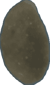 Bean 20260714_2022_i1o_2026-07-14_20-28-12-812___004332_b4548_v2