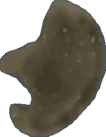 Bean 20260714_2022_i1o_2026-07-14_20-28-20-854___004453_b4703_v2