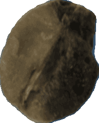 Bean 20260714_2022_i1o_2026-07-14_20-28-35-424___004684_b4957_v1